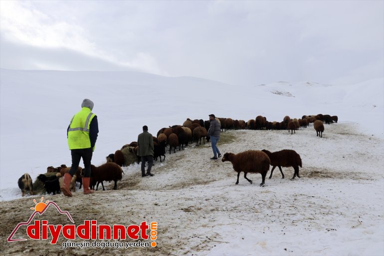 ot kızaklarla hayvanlarını AĞRI besliyor - Besiciler taşıyarak 17
