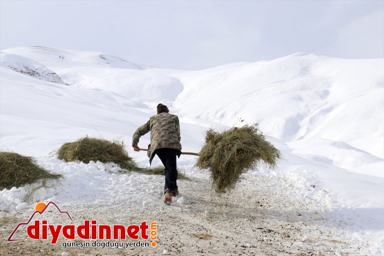 - Besiciler hayvanlarını AĞRI taşıyarak besliyor ot kızaklarla 18