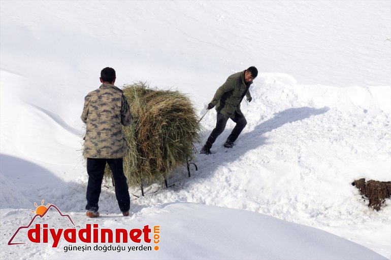 AĞRI ot Besiciler taşıyarak besliyor hayvanlarını - kızaklarla 19
