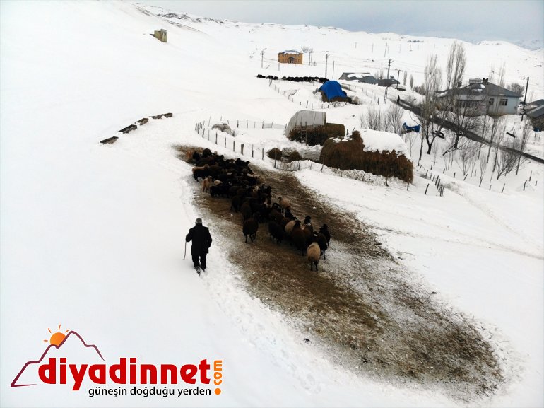 AĞRI besliyor Besiciler taşıyarak kızaklarla - hayvanlarını ot 20