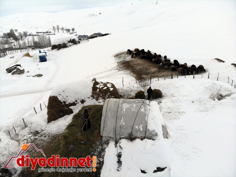 - besliyor AĞRI taşıyarak hayvanlarını kızaklarla Besiciler ot 3