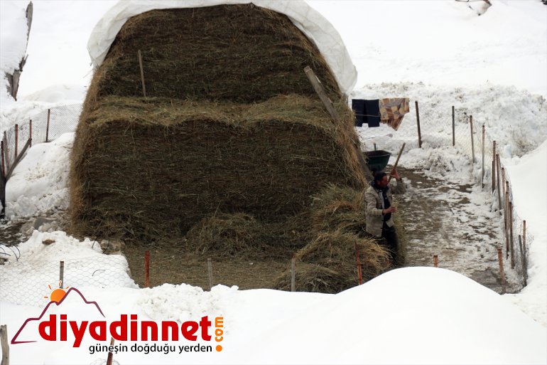 taşıyarak - ot AĞRI hayvanlarını besliyor kızaklarla Besiciler 21