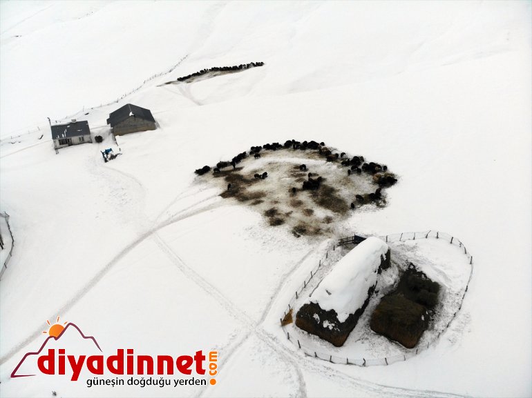 taşıyarak AĞRI Besiciler - kızaklarla besliyor hayvanlarını ot 22