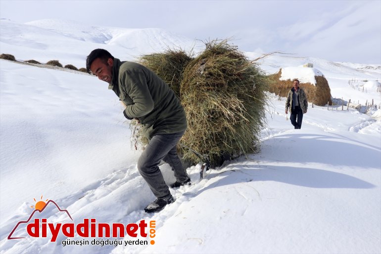 Besiciler AĞRI taşıyarak kızaklarla hayvanlarını ot - besliyor 23