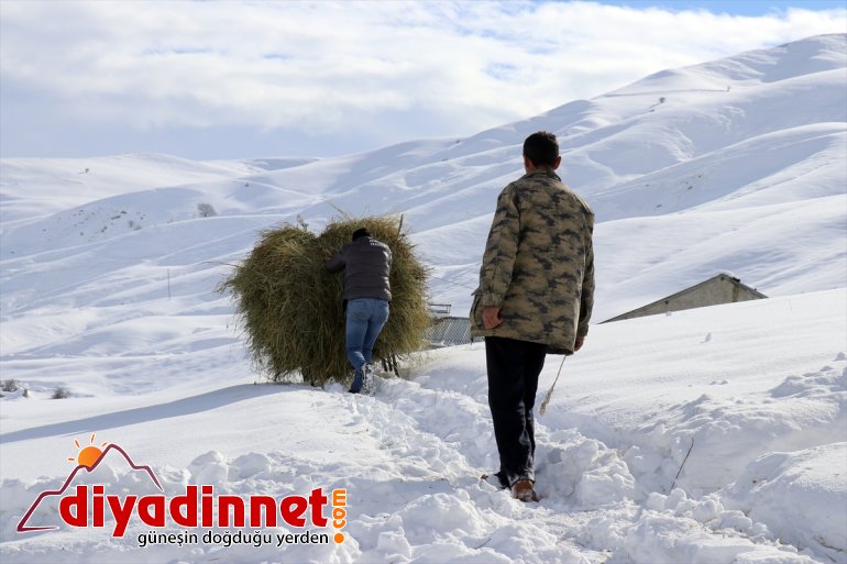AĞRI kızaklarla ot - taşıyarak hayvanlarını besliyor Besiciler 4