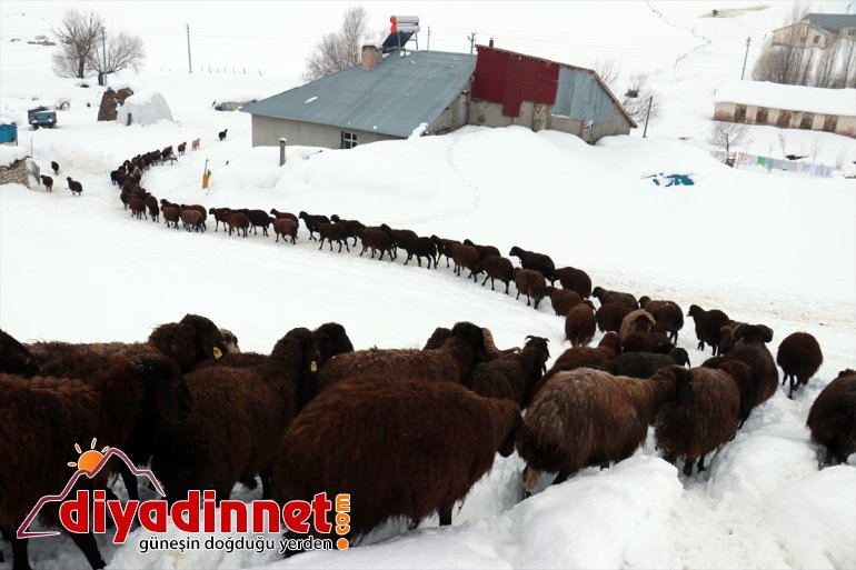 kızaklarla - Besiciler AĞRI ot taşıyarak hayvanlarını besliyor 5