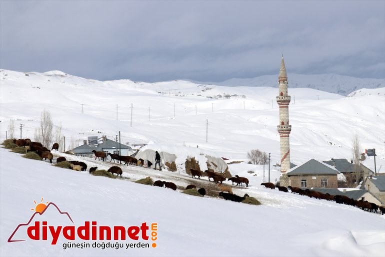 taşıyarak kızaklarla AĞRI besliyor - ot hayvanlarını Besiciler 6