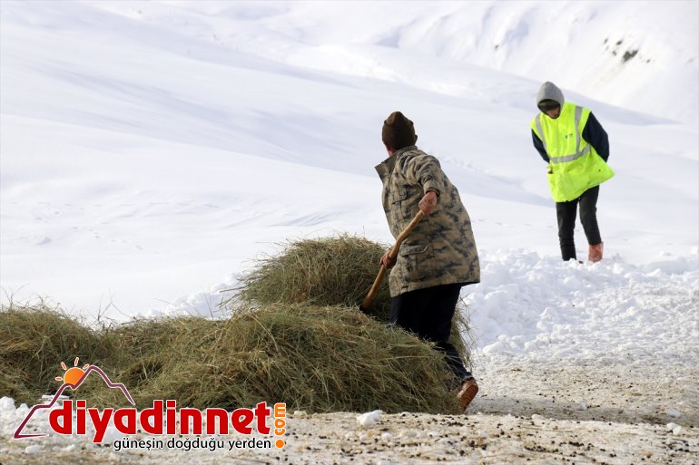 - AĞRI Besiciler besliyor hayvanlarını ot taşıyarak kızaklarla 7