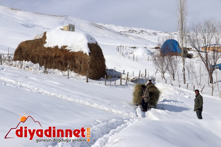 besliyor AĞRI hayvanlarını ot kızaklarla taşıyarak - Besiciler 8