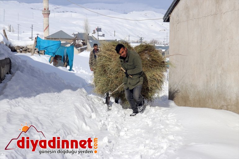 Besiciler hayvanlarını ot besliyor taşıyarak - kızaklarla AĞRI 9