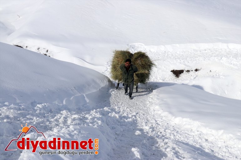 besliyor ot AĞRI - kızaklarla taşıyarak hayvanlarını Besiciler 10