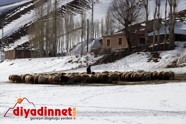 AĞRI kaynağı ve Kar rağmen ihtiyaçlarını geçim hayvanlarının soğuğa - aksatmıyorlar 11