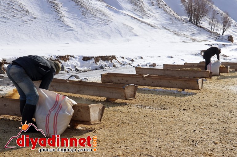 kaynağı AĞRI - ve aksatmıyorlar geçim hayvanlarının rağmen soğuğa ihtiyaçlarını Kar 12