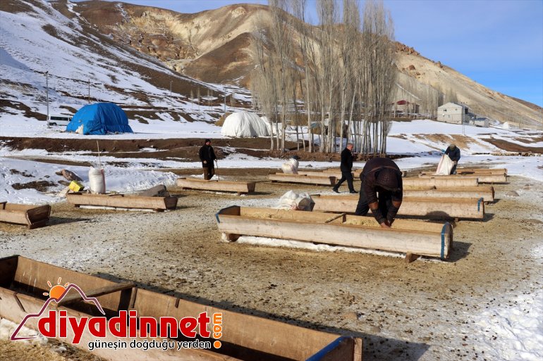 kaynağı hayvanlarının soğuğa AĞRI Kar ve geçim ihtiyaçlarını aksatmıyorlar - rağmen 13