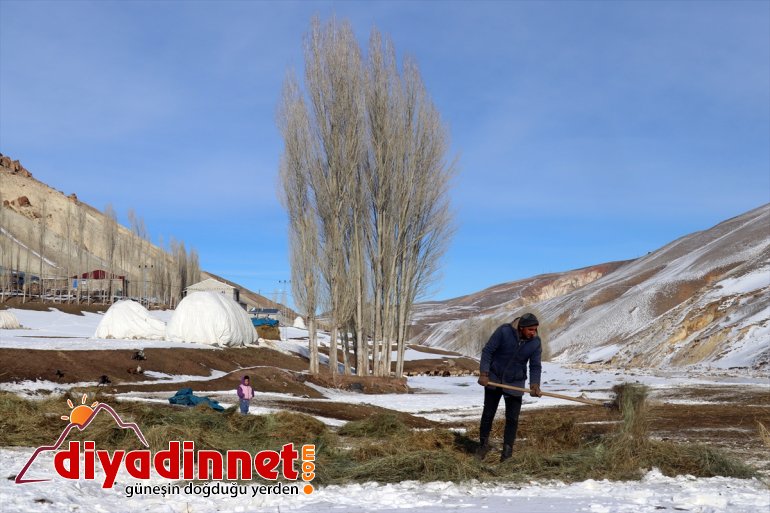 rağmen soğuğa ihtiyaçlarını Kar aksatmıyorlar - geçim hayvanlarının ve kaynağı AĞRI 14