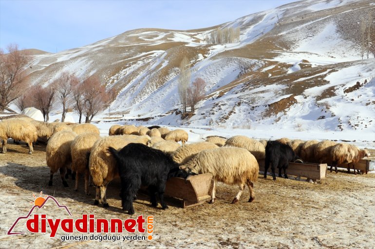 geçim aksatmıyorlar AĞRI Kar ihtiyaçlarını rağmen ve soğuğa - kaynağı hayvanlarının 15