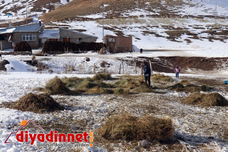 AĞRI rağmen - soğuğa kaynağı ve hayvanlarının geçim Kar ihtiyaçlarını aksatmıyorlar 16