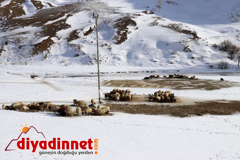 Kar aksatmıyorlar rağmen AĞRI hayvanlarının - geçim ve kaynağı ihtiyaçlarını soğuğa 17