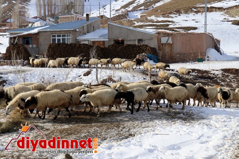 ihtiyaçlarını rağmen aksatmıyorlar Kar soğuğa hayvanlarının geçim - ve kaynağı AĞRI 18