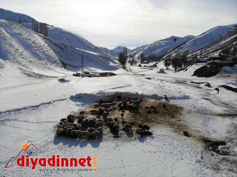 rağmen kaynağı Kar geçim ihtiyaçlarını AĞRI ve soğuğa aksatmıyorlar - hayvanlarının 3