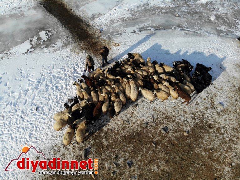 Kar hayvanlarının geçim soğuğa AĞRI rağmen aksatmıyorlar ve kaynağı - ihtiyaçlarını 5