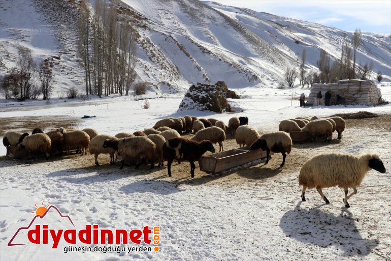 ve aksatmıyorlar rağmen ihtiyaçlarını Kar soğuğa geçim hayvanlarının AĞRI kaynağı - 6