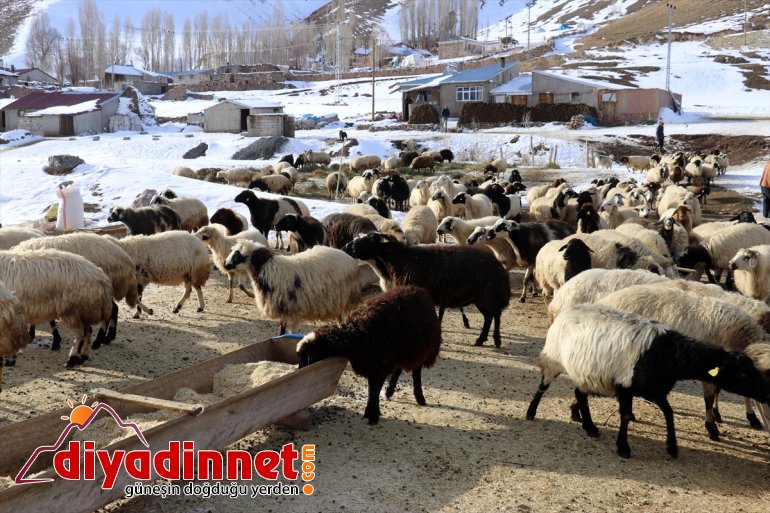 hayvanlarının aksatmıyorlar ve soğuğa rağmen ihtiyaçlarını geçim Kar AĞRI - kaynağı 7
