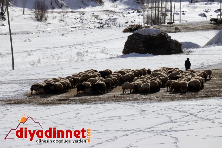 aksatmıyorlar soğuğa rağmen geçim AĞRI ihtiyaçlarını hayvanlarının - kaynağı ve Kar 9