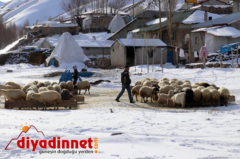 geçim AĞRI kaynağı aksatmıyorlar - Kar ve soğuğa ihtiyaçlarını hayvanlarının rağmen 10