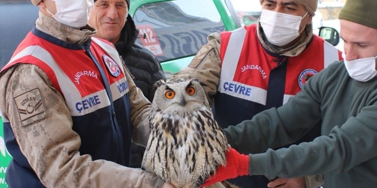 Ardahan'da jandarmanın yaralı halde bulduğu Puhu kuşu tedaviye alındı