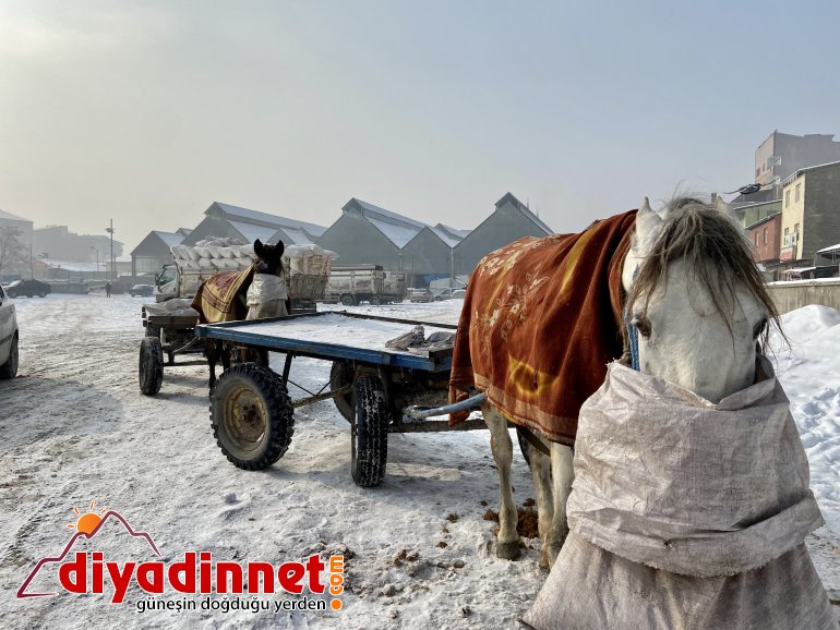 Atlarını battaniyeye ile sarıp dondurucu soğuklardan koruyorlar3