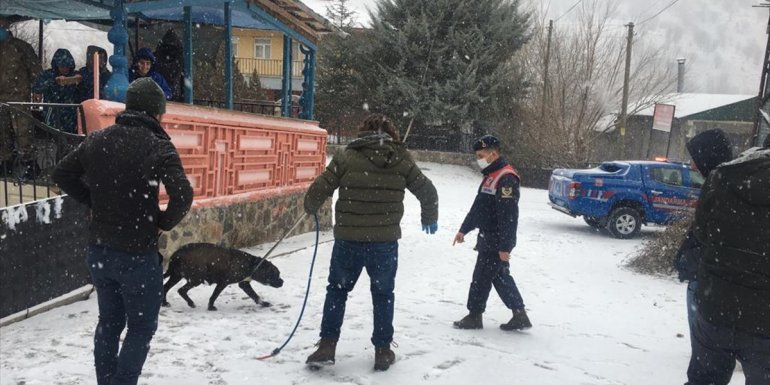 Bingöl'de başıboş gezerken yakalanan pitbull barınağa gönderildi