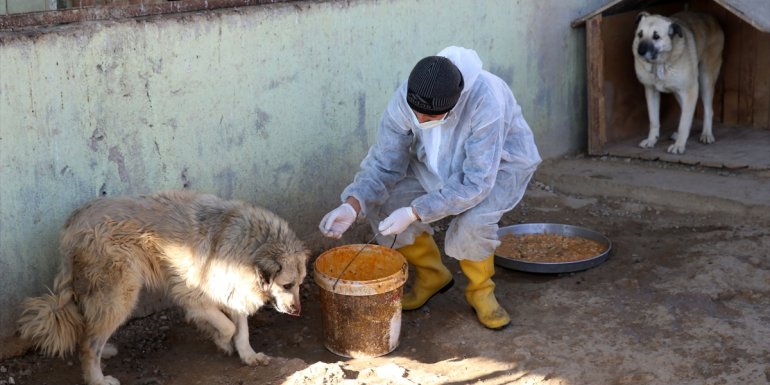 Bitlis'teki barınakta 12 yılda 11 bin "can dost"un bakımı yapıldı