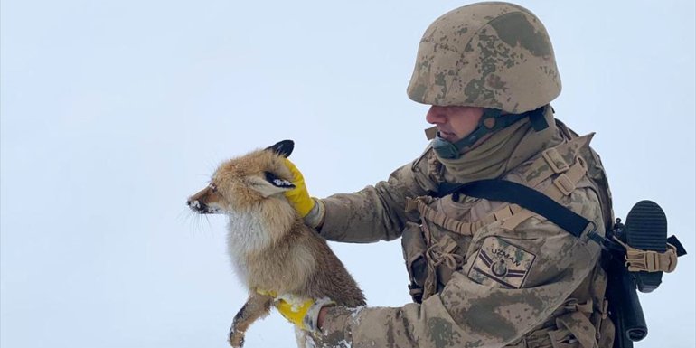 Bitlis'te jandarma ekipleri donmak üzere olan yaralı tilkiyi kurtardı
