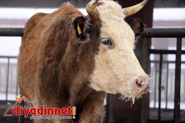  dereceyle ölçüldü sıfırın gece sıcaklık Anadolu