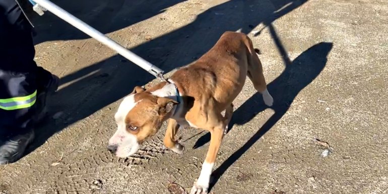 Elazığ'da iki ayda "yasaklı ırk" 150 köpek koruma altına alındı