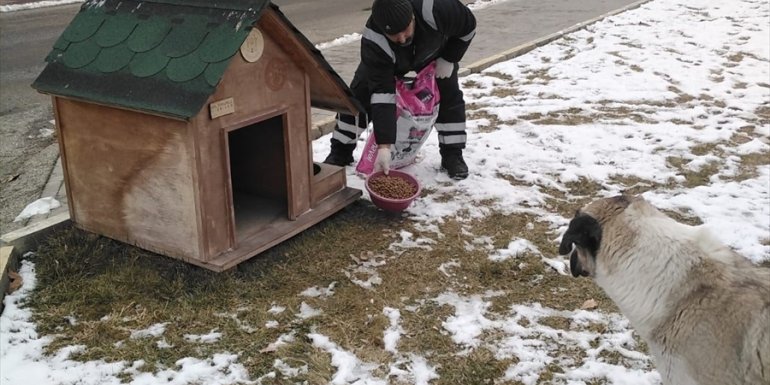 Erzincan'da yaban hayatı ve sokak hayvanları için doğaya yem bırakıldı