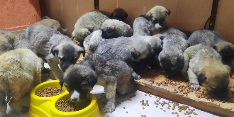 Erzurum'da belediye ekipleri donmak üzere olan 63 köpek yavrusunu kurtardı