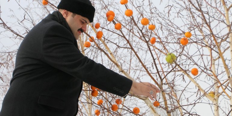 Erzurum'da kuşlar için yuva yerleştirilen ağaçların dalları da meyvelerle donatıldı