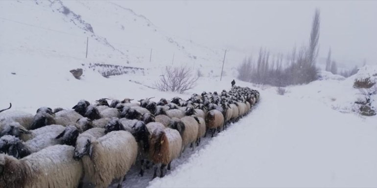 Hakkari'de kar nedeniyle mahsur kalan çoban ve sürüsü kurtarıldı