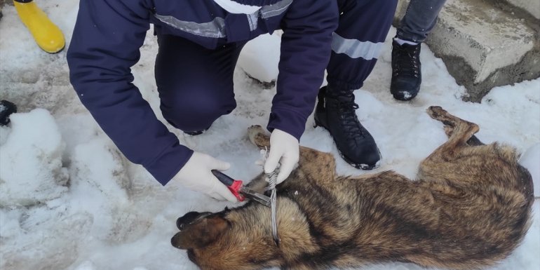 Hakkari'de elektrik teliyle boynu ve ayağından bağlanan köpekler kurtarıldı