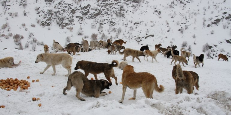 Şemdinli'de belediye ekipleri sokak köpekleri için yiyecek bıraktı