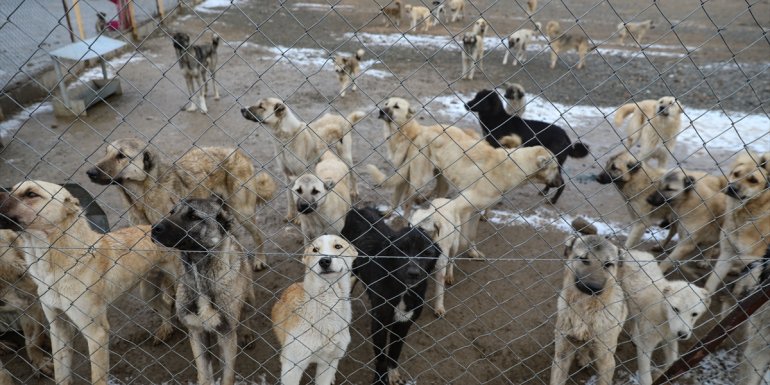 Iğdır'da dağa terk edilen köpekleri belediye ekipleri kurtardı