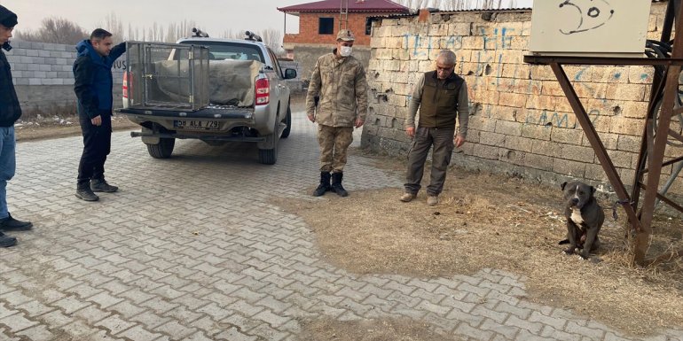 Iğdır'da sokağa terk edilen pitbull, hayvan bakım merkezine götürüldü