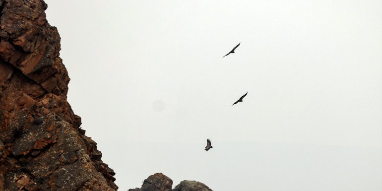 Doğa tutkunlarından Iğdır'daki Kızıl Kayalıklar'da akbabaların zirvesine fotosafari