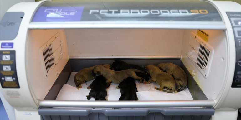 Donmaktan kurtardıkları yeni doğan köpek yavrularına "bebek gibi" bakıyorlar