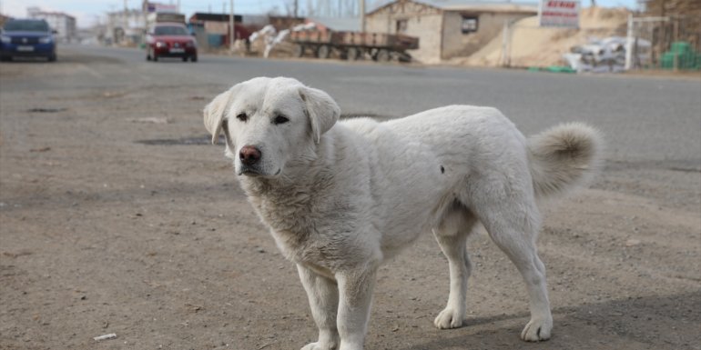 IĞDIR - Sokak hayvanlarını 38 yıldır yazın susuz, kışın da yiyeceksiz bırakmıyor1
