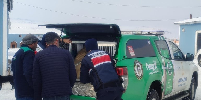 Kars'ta köpek dövüştüren 3 kişiyi HAYDİ timi yakaladı
