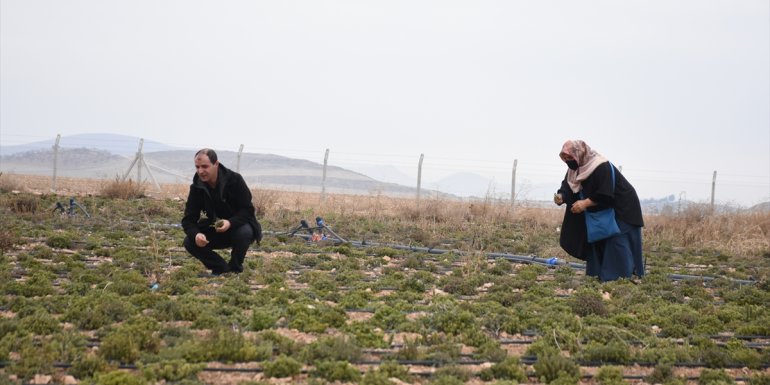 MALATYA - Girişimci kadınlar üretecekleri kekiğe hasat öncesi müşteri buldu1