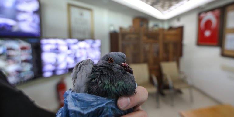 Yaralı ve donmak üzere olan güvercin fotoğrafçı sayesinde tedavi altına alındı